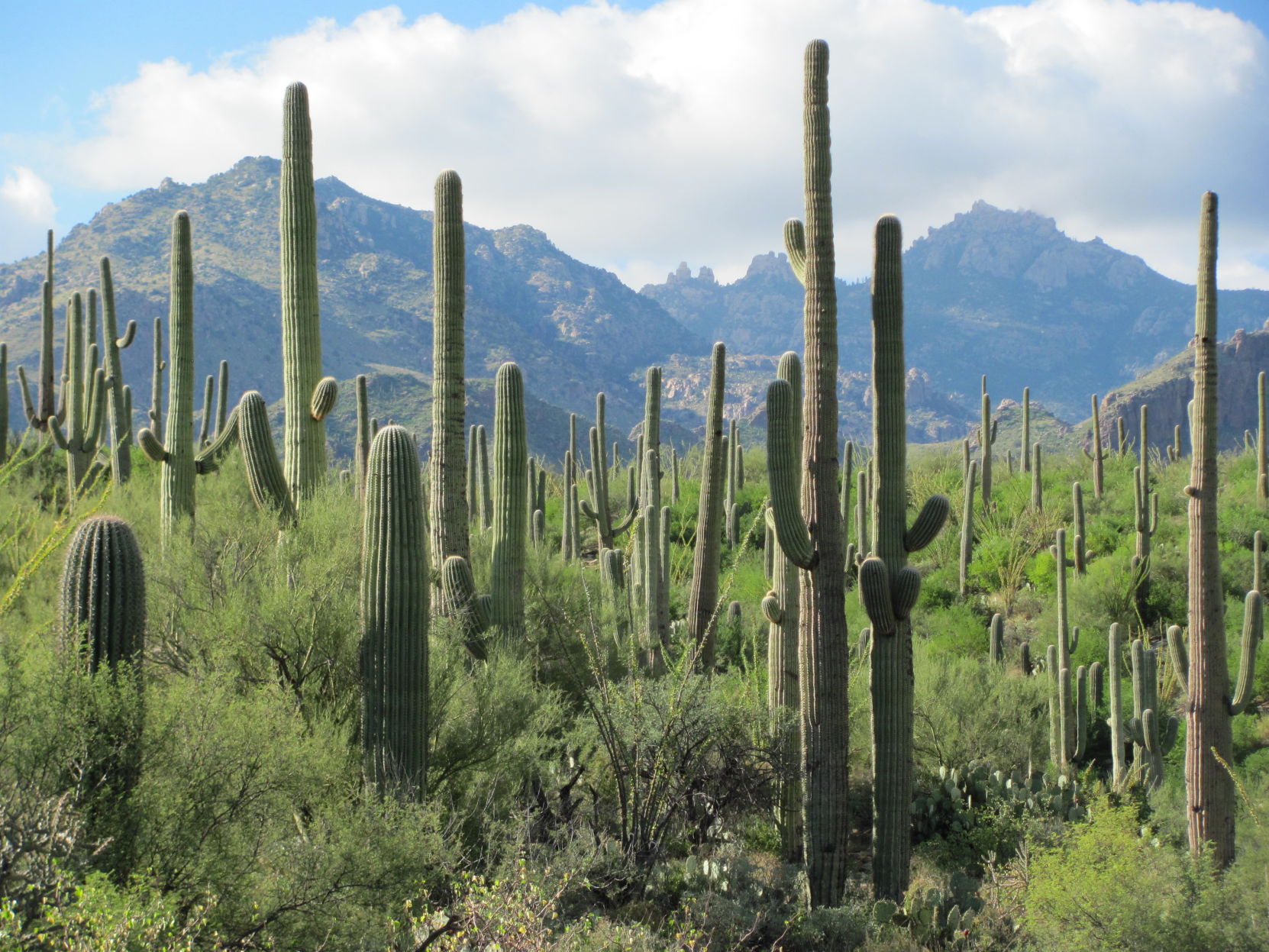 Sabino Canyon Recreation Area, Tucson